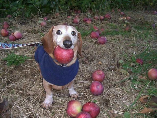 ������ ��������