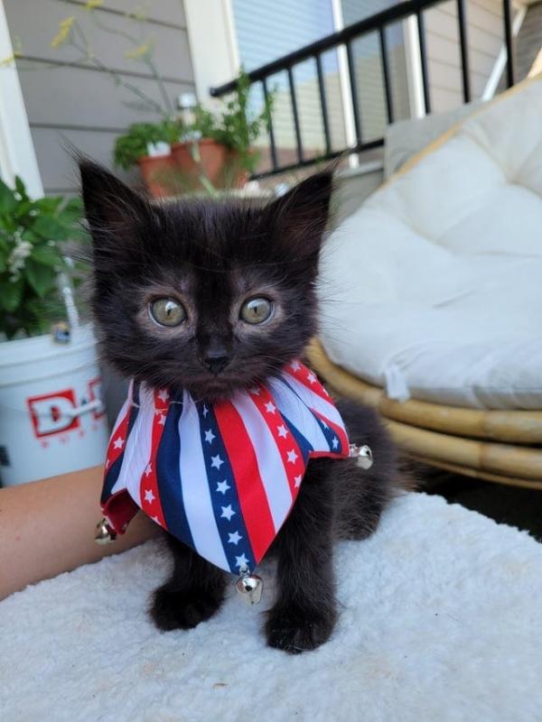 ������ ��������