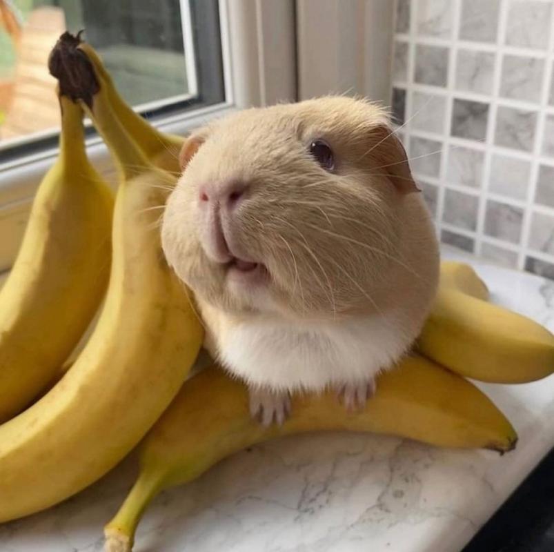 ������ ��������