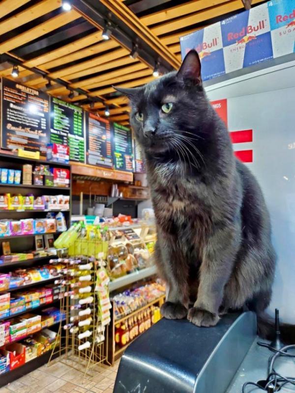 ������ ��������