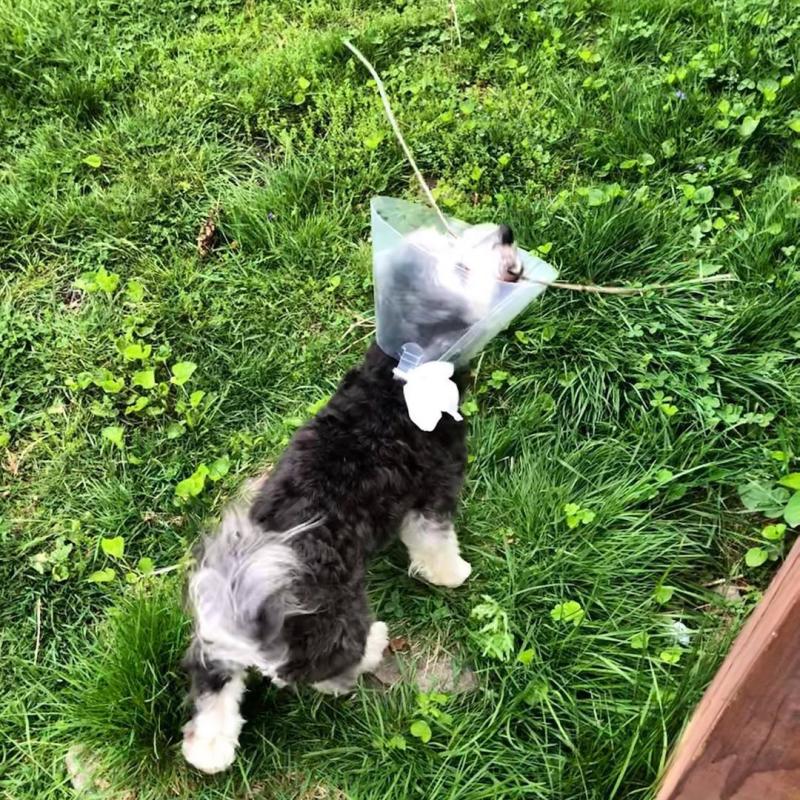 ������ ��������