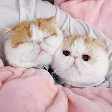 ������ ��������