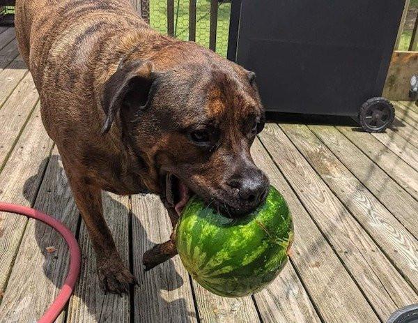 ������ ��������