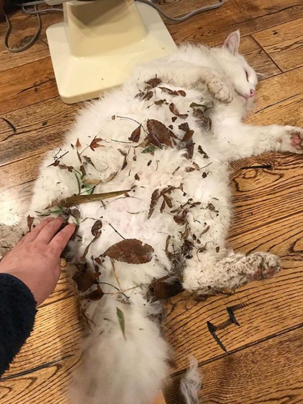 ������ ��������