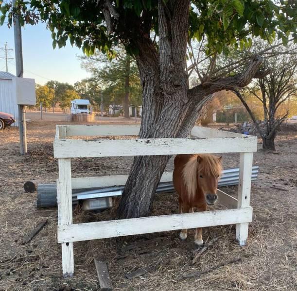 ������ ��������