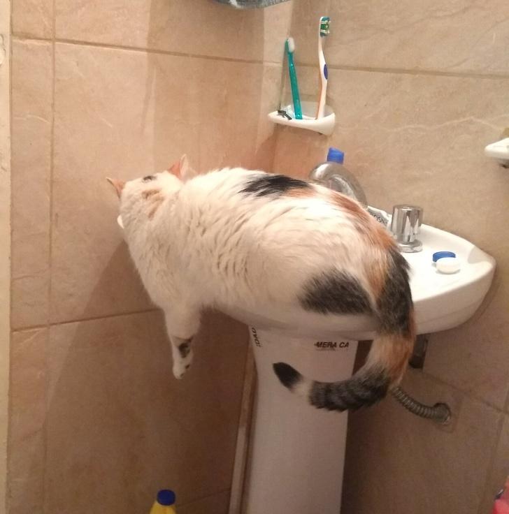 ������ ��������