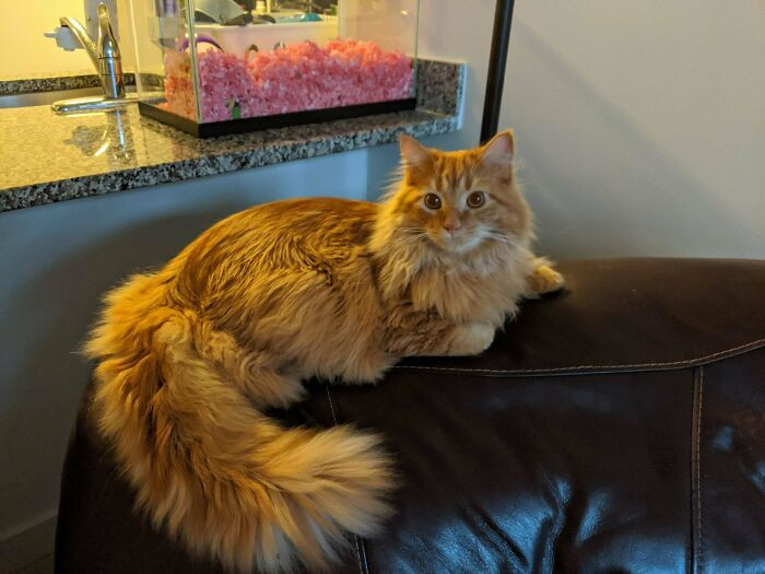 ������ ��������