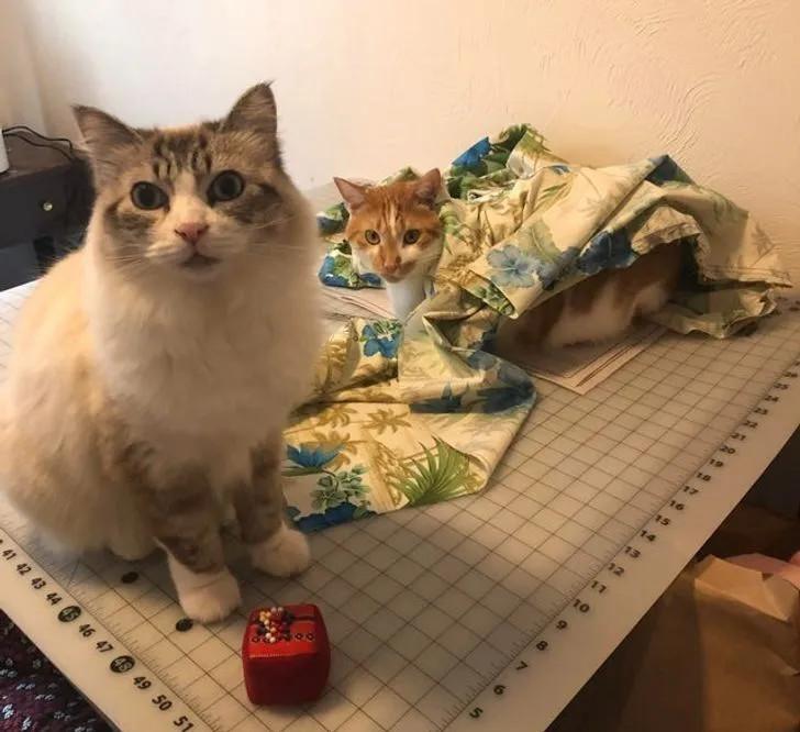 ������ ��������