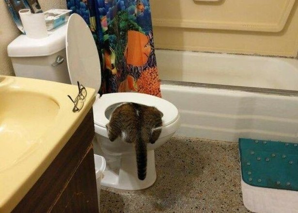 ������ ��������