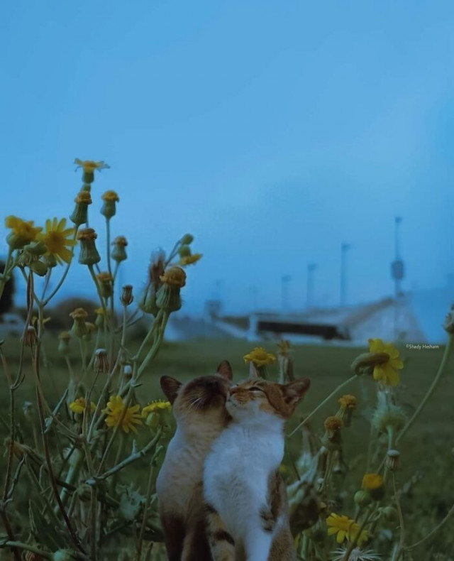 ������ ��������