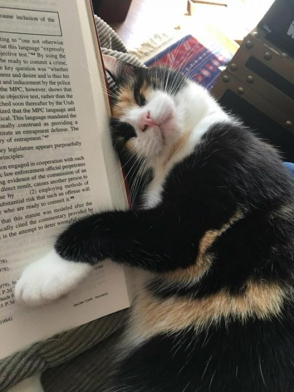 ������ ��������