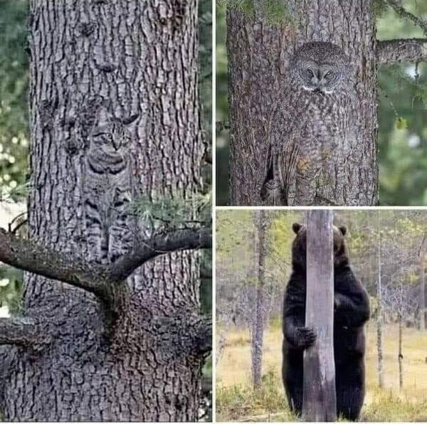 ������ ��������