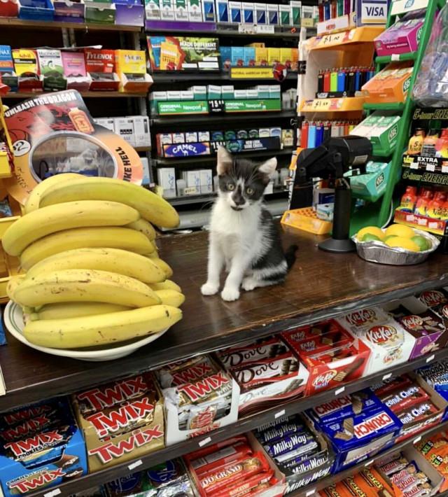 ������ ��������