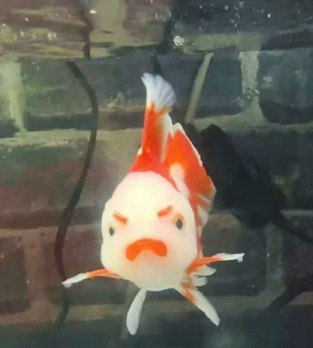 ������ ��������