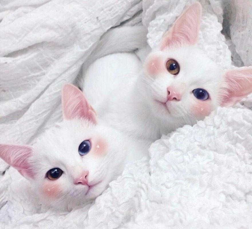 ������ ��������