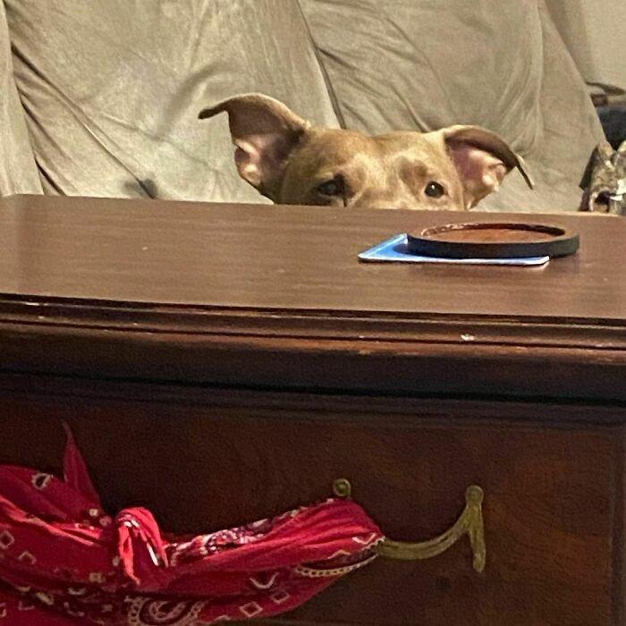 ������ ��������