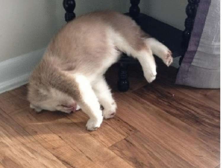 ������ ��������