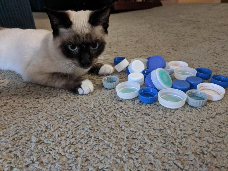 ������ ��������