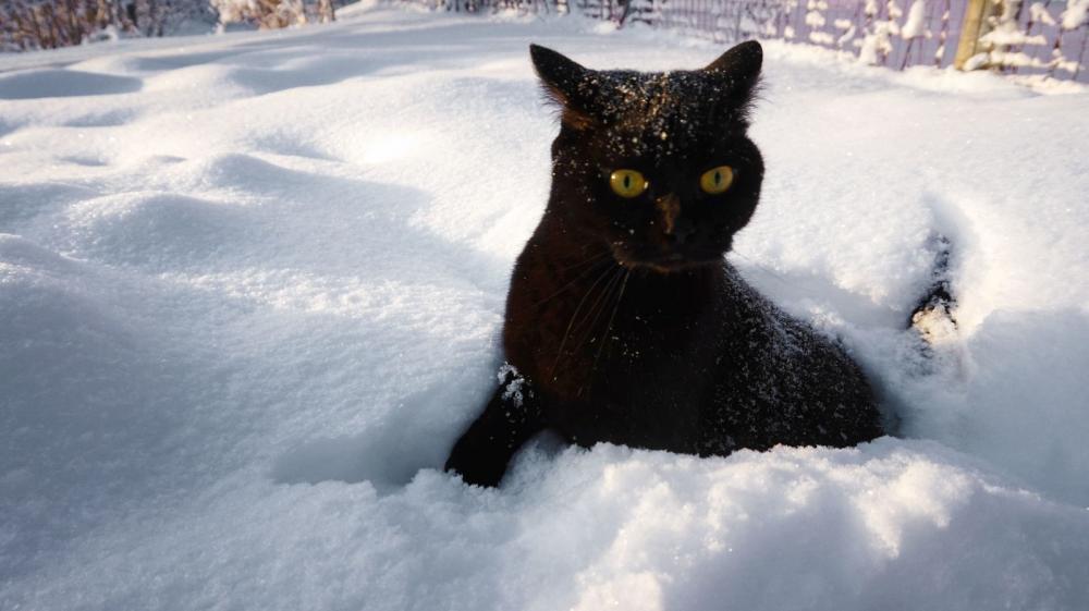 ������ ��������