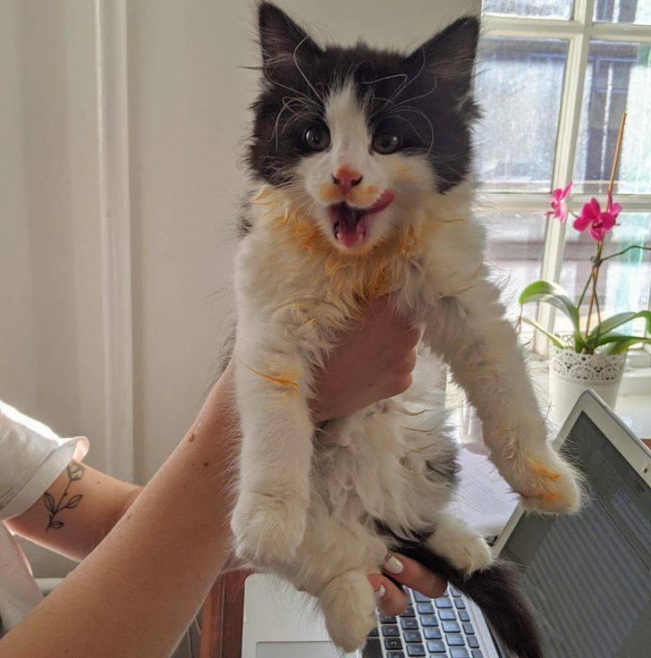 ������ ��������