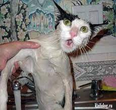 ������ ��������