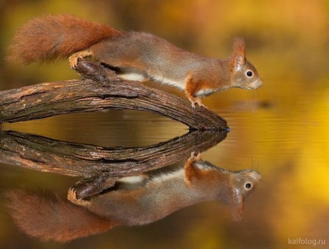 ������ ��������