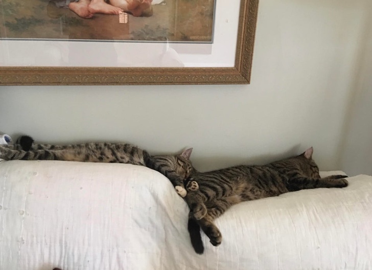 ������ ��������