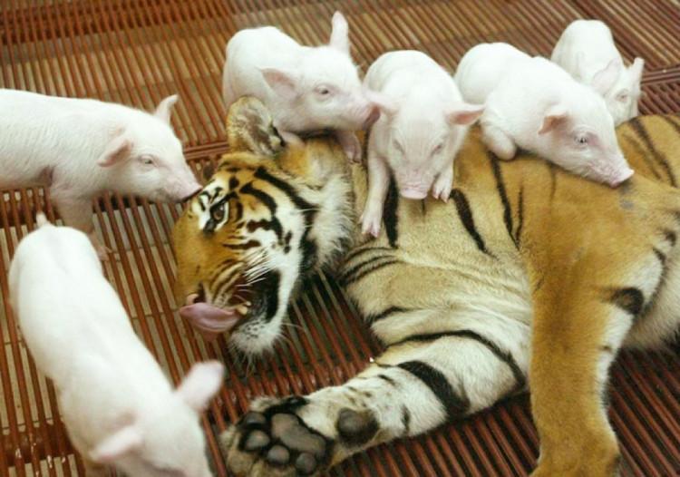 ������ ��������