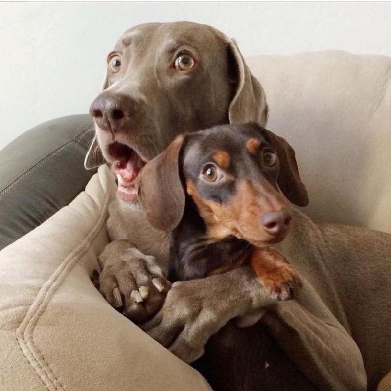 ������ ��������