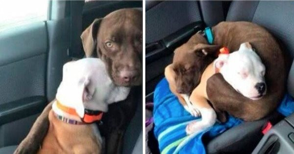 ������ ��������