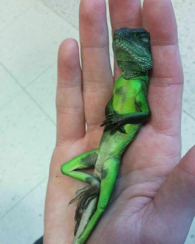 ������ ��������