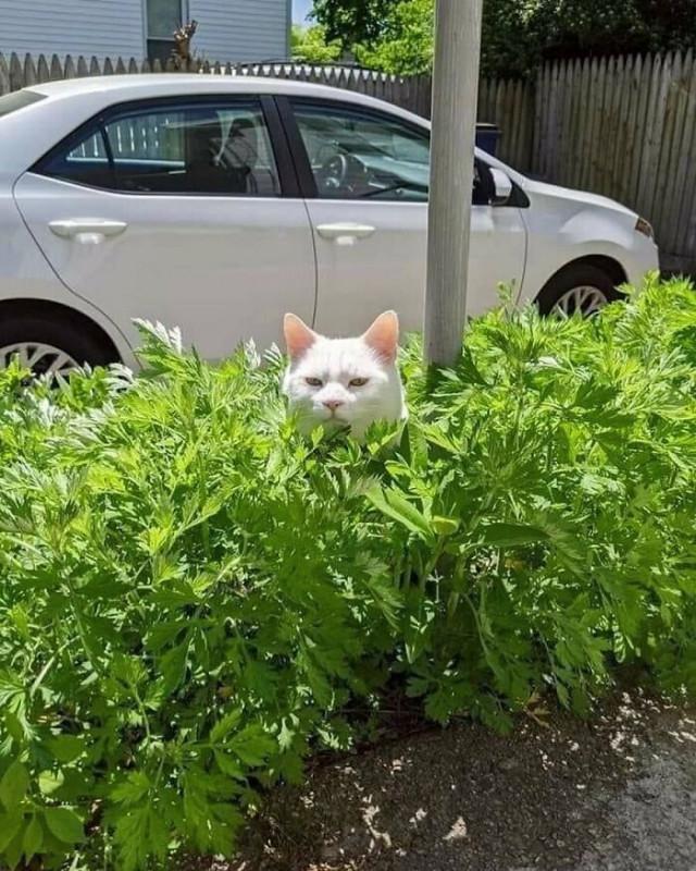 ������ ��������