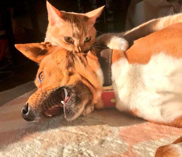 ������ ��������