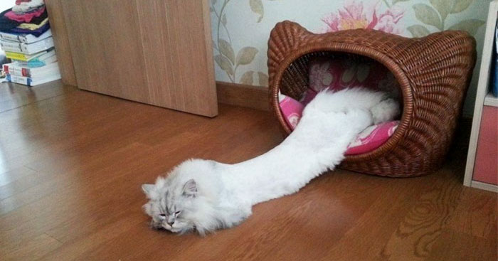 ������ ��������