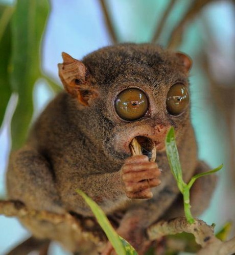 ������ ��������