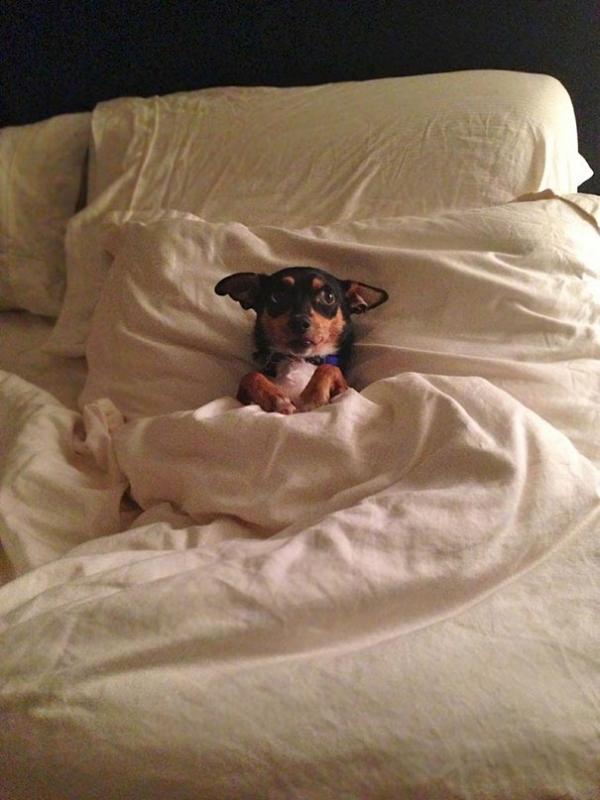 ������ ��������