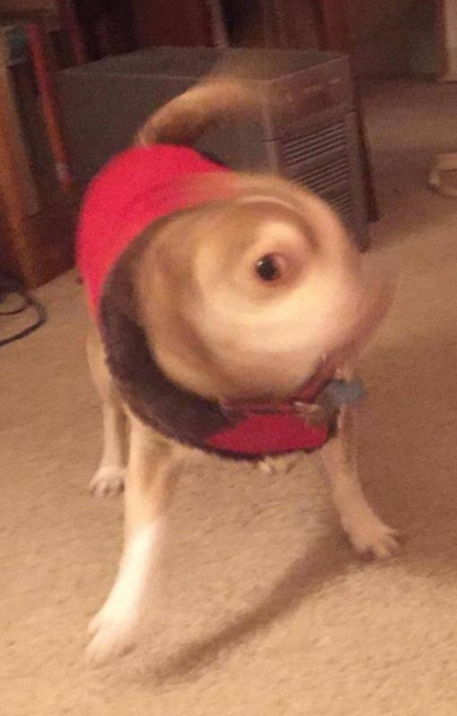 ������ ��������