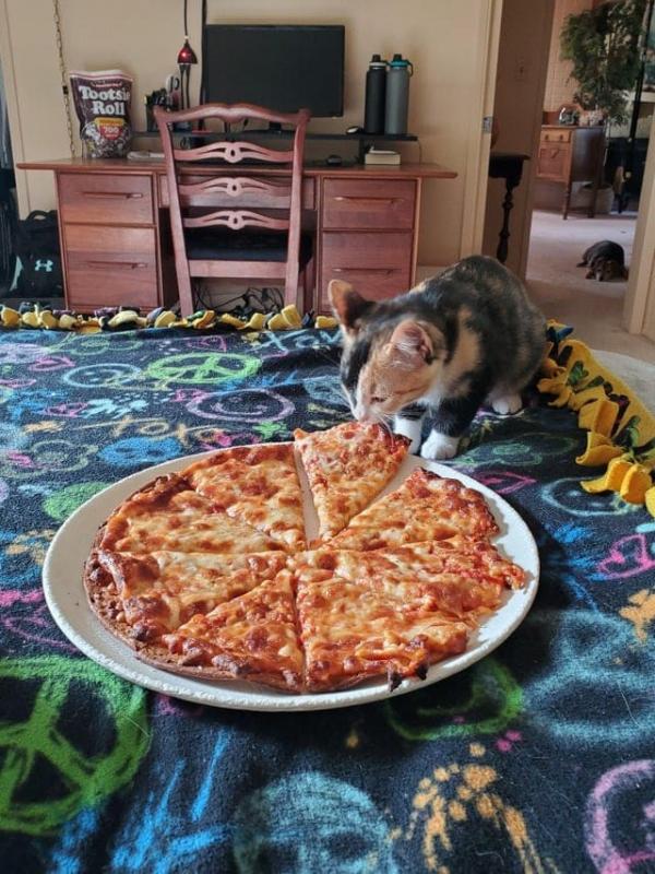 ������ ��������