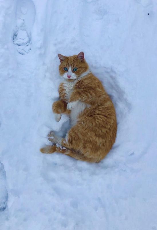 ������ ��������