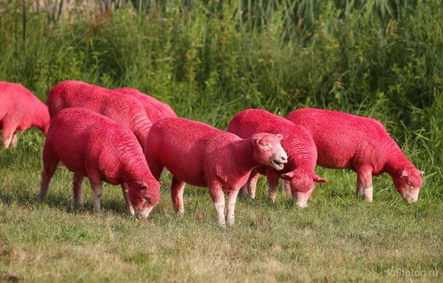 ������ ��������