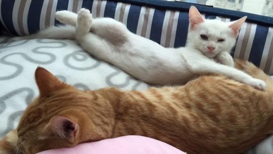 ������ ��������