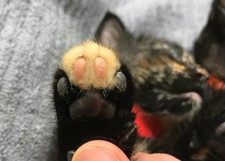 ������ ��������