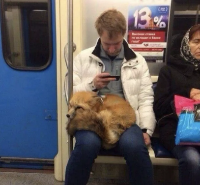 ������ ��������