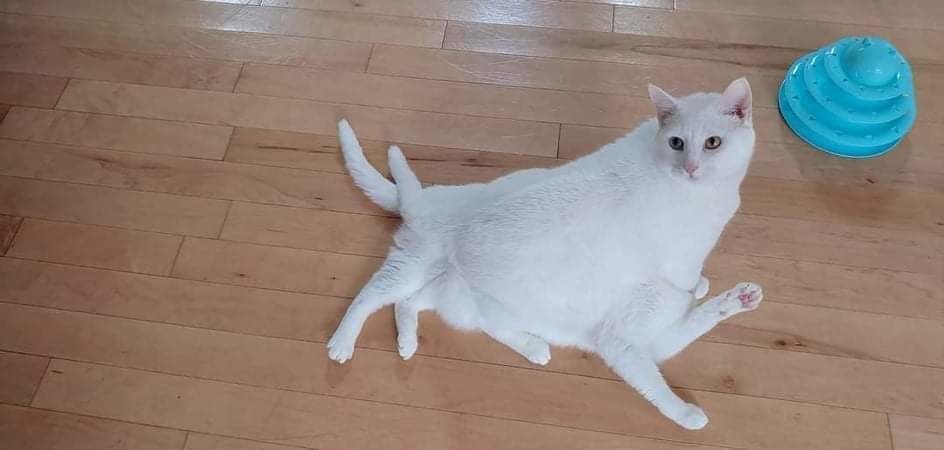 ������ ��������