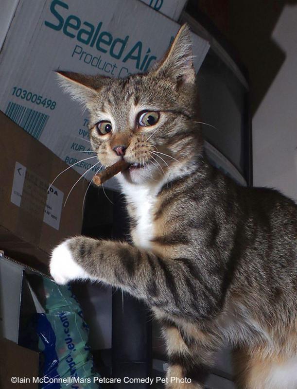 ������ ��������