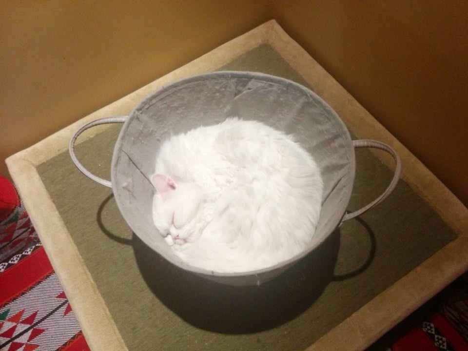 ������ ��������