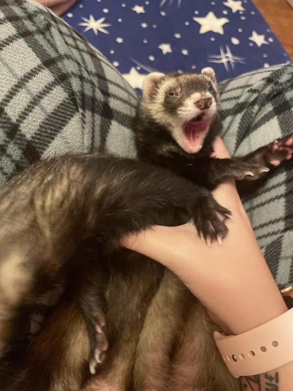 ������ ��������