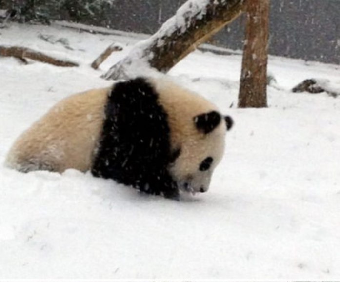 ������ ��������