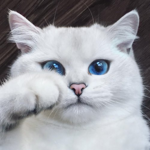 ������ ��������