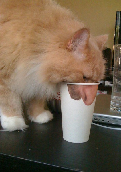 ������ ��������